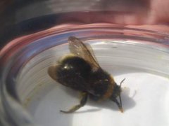 B.Vestalis Southern Cuckoo Bee female. Northfield DA3 18th April 2018.jpg